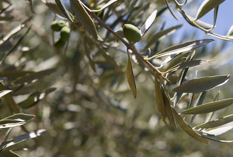 Exclusive tours Olive branch